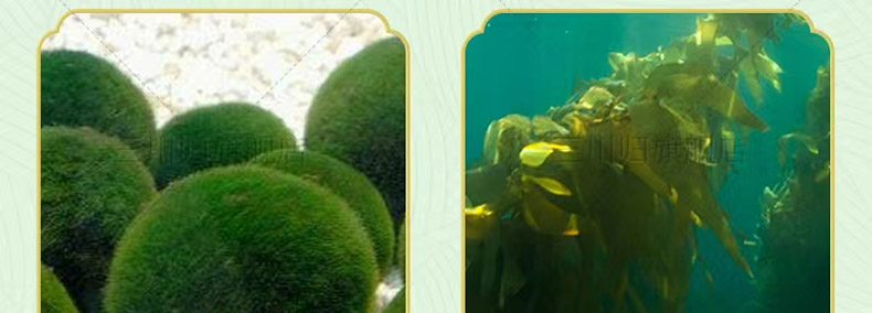 5丽芙玉素1.jpg